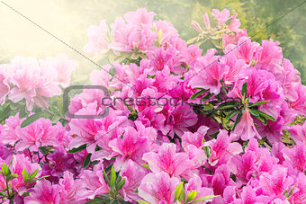 Flowers of Rhododendron.
