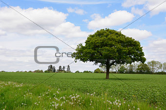 Lone oak tree in a field
