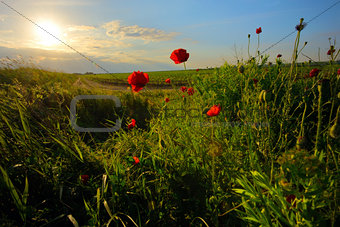 field with green grass and red poppies