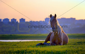 horse sitting in sunset 