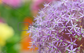 Purple flowers of Allium 