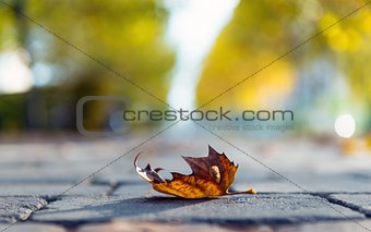 Autumnal leaf on the ground