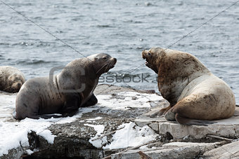 Rookery Northern Sea Lion or Steller Sea Lion. Kamchatka Peninsula