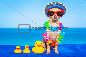 summer  vacation dog