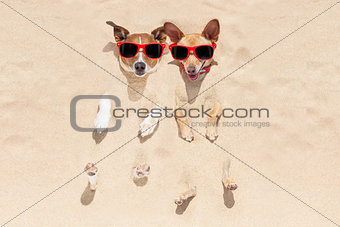 dogs buried in sand