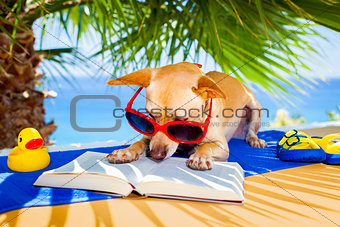 dog reading 
