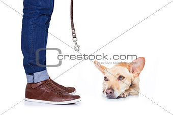 dog and owner for a walk