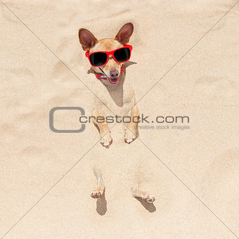 dog buried in sand