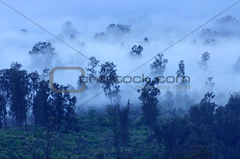 Trees in the fog, Ijen Volcano, Indonesia