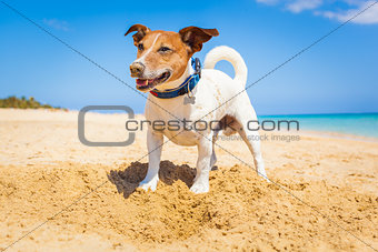 dog digging a hole