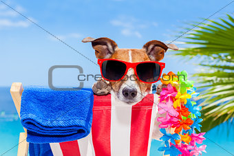 dog summer holiday vacation