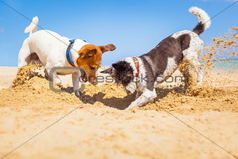 dogs digging a hole 