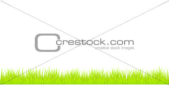 Grass. Vector
