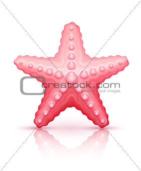 Starfish sea star isolated