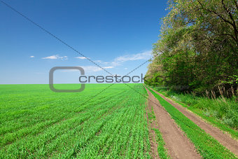 Countryside road between field and forest