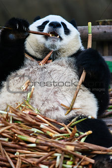 giant panda bear Sichuan China