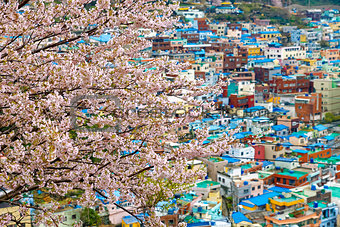 Sakura tree at Gamcheon Culture Village, Busan