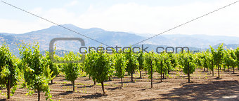 wine country