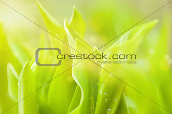 water drops on green plant leaf spring natural