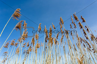 reeds at the pond against blue sky