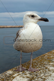 Seagull at Lagos Harbour, Algarve, Portugal