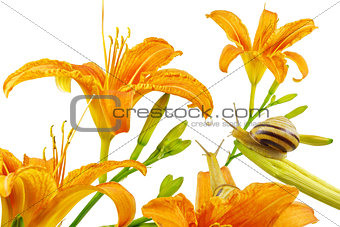 Lilium, orange lily flowers and snails, isolated on white