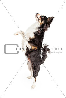 A Dancing Chihuahua Mixed Breed Dog