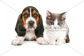 Adorable Basset Hound Puppy and Kitten Sitting Together