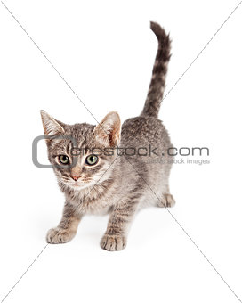 Adorable Playful Tabby Kitten Ready To Pounce