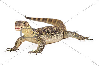 Asian Water Monitor Open Mouth Isolated