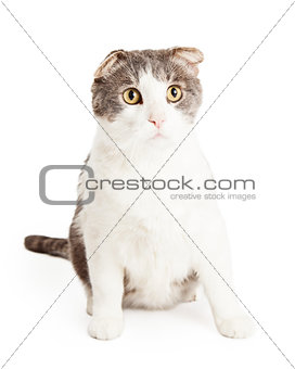 Attentive And Cute Domestic Shorthair Mixed Breed Cat