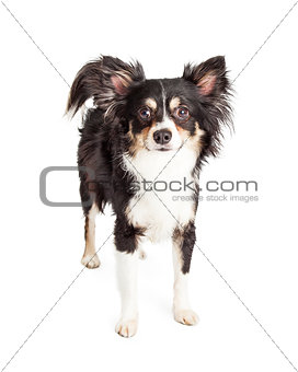 Attentive Chihuahua Mixed Breed Dog Standing