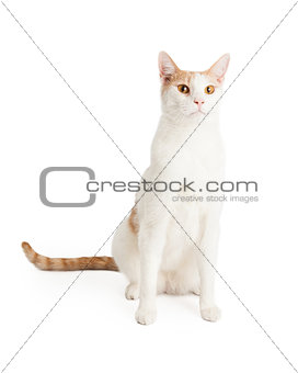 Attentive Domestic Shorthair Mixed Breed Cat 