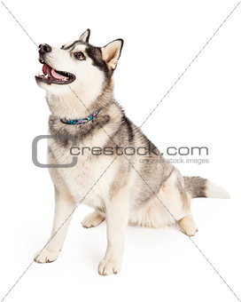 Attentive Siberian Husky Dog Sitting At An Angle