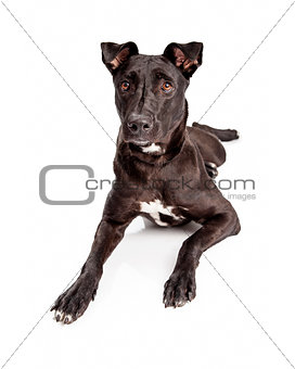 Beautiful Black Labrador Mixed Brred Dog 