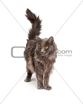 Beautiful Grey Color Long Hair Cat