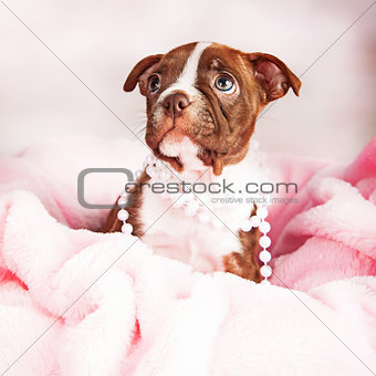 Boston Terrier Puppy in Pink Blanket Wearing Pearls