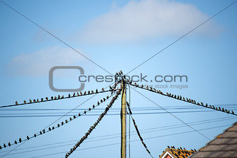 flock of starling birds on the wires and roofs