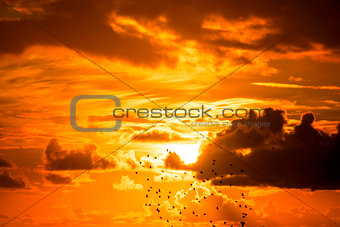 flock of starlings flying into a bright orange sunset