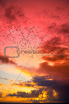 flocks of starlings flying into a red yellow sunset sky