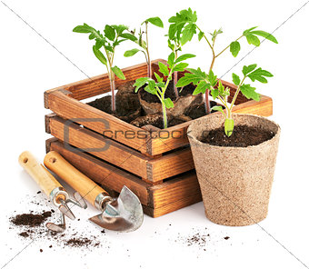 Seedlings tomatoes in wooden box with garden tools