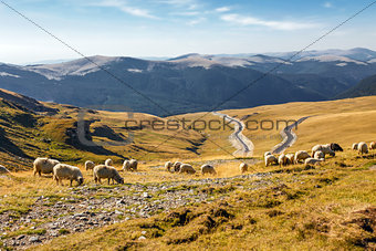 Flock of sheeps eating grass on top of the mountain in Romania