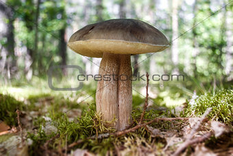 Eatable mushroom
