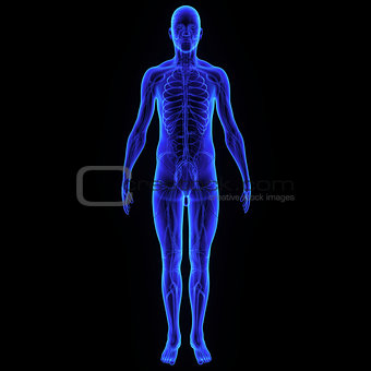Body with nervous system