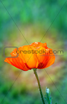 beautiful large red poppy  