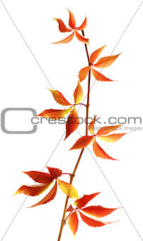 Autumn branch of grapes leaves