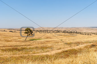 Lonely tree, Negev Desert