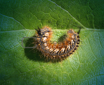 Big beautiful caterpillar  