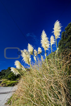 Toi toi plant on the edge of a beach , North island, New Zealand