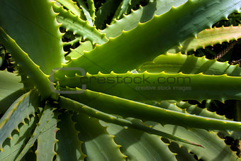 Close-up wild Aloe Vera plant